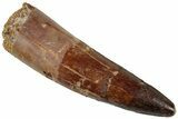 Real Fossil Spinosaurus Tooth - Restored Tip #311153-1